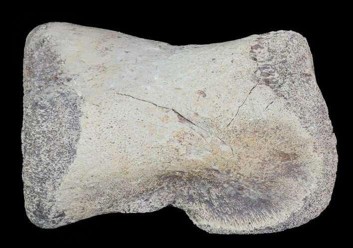 Hadrosaur Toe Bone - Alberta (Disposition #-) #71653